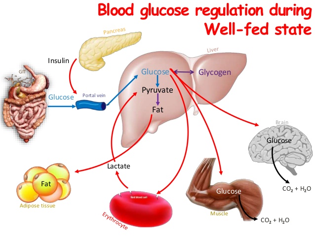 regulation of blood glucose levels 9 638